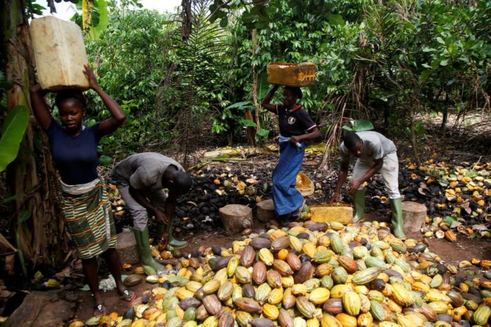 cocoa farmers